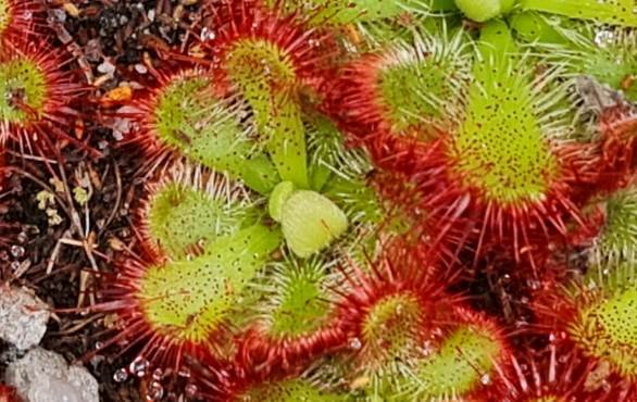 Drosera aliciae glandular hairs and glandular dots